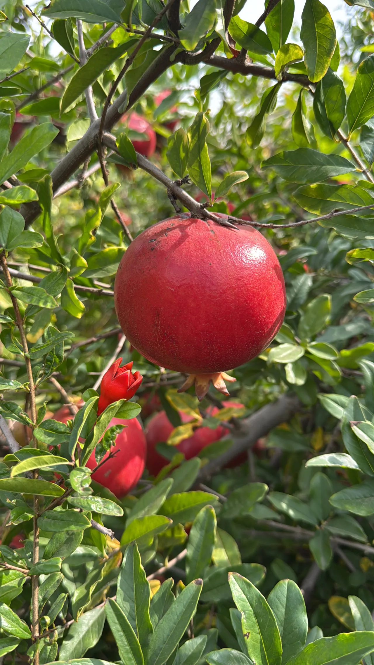 Shivarti International - Global Export of Premium Fresh Fruits & Vegetables
