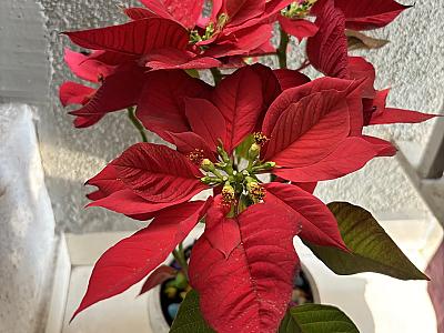 Joel Roberts Poinsettia Plant