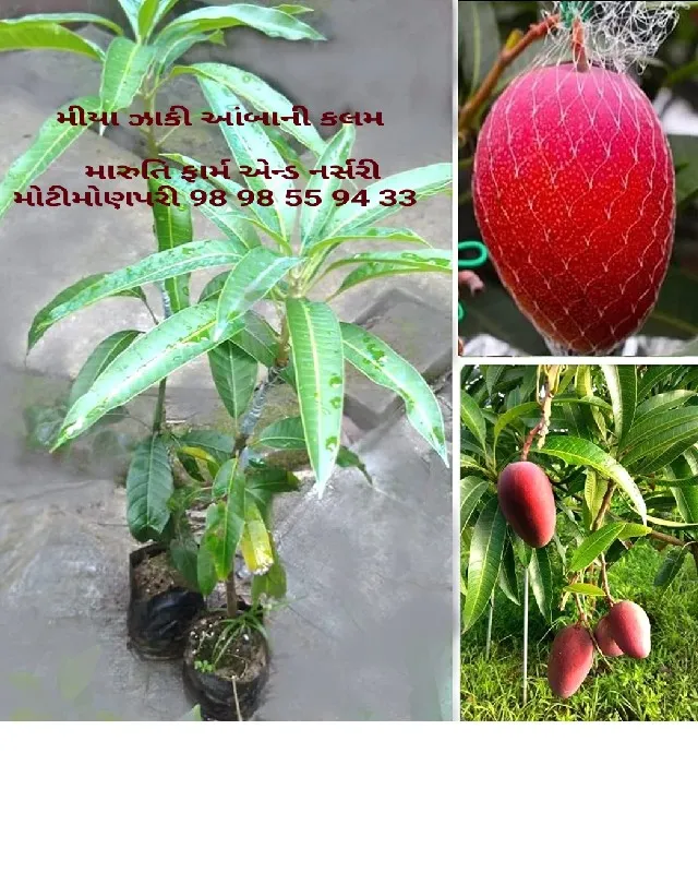 કેસર આંબાની કલમો વ્યાજબી ભાવે મળશે