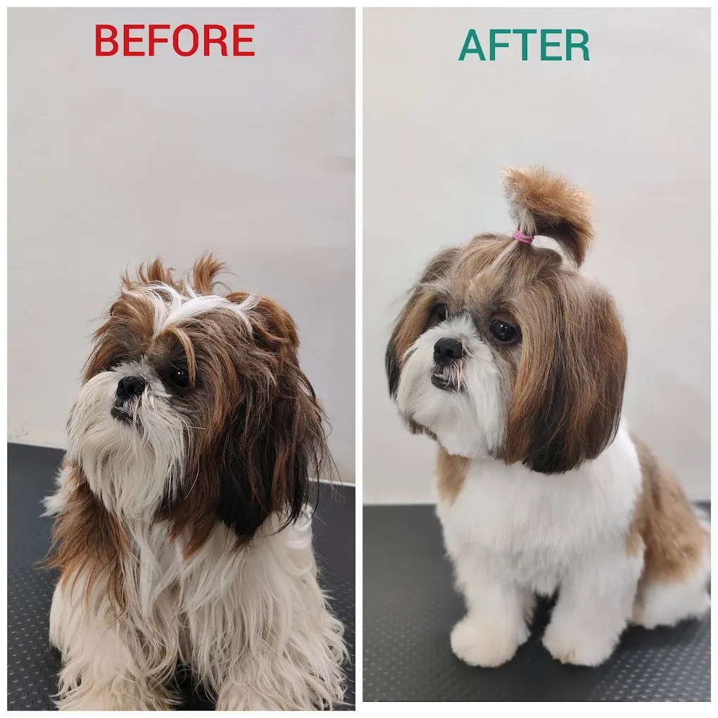 Pet Hut Luxury Dog Boutique & Spa | Dog Grooming | Pet Store | Dog Food