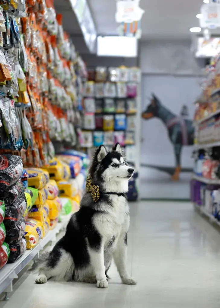 JUSTDOGS
